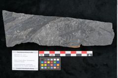 Foto (Objekt + Etikett) von Odontopteris minor Brongniart (NHMW-GEO-2024-0188-10716)